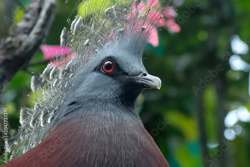 a Victoria crowned pigeon with beautiful feathers