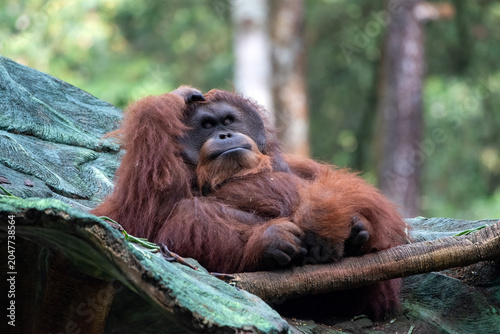 Borneo orangutans are relaxing on the roof