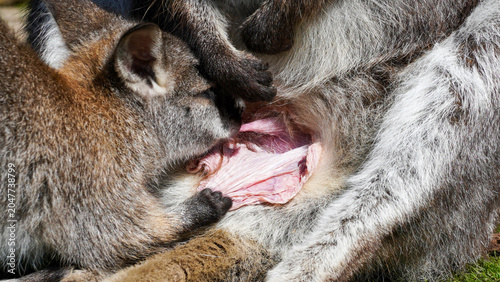 Bild auf Leinwand A parma wallaby joey nurses at an adult's open pouch at Manor Wildlife Park, an intimate close-up of maternal care and marsupial behaviour with textured fur and warm daylight