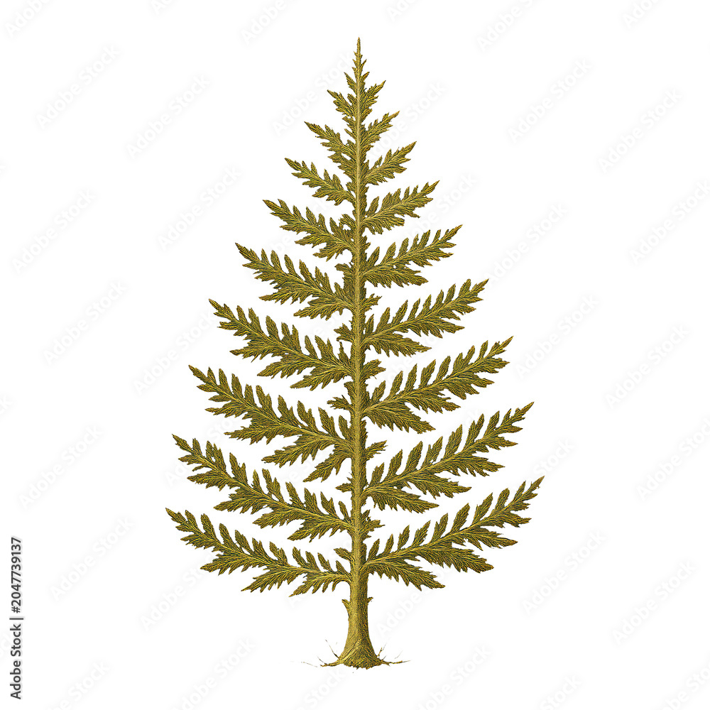 Obraz premium PNG Vintage botanical illustration evergreen tree.