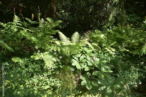Sous-bois de fougères au printemps