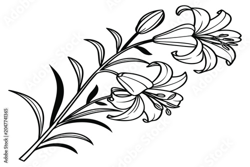 Obraz na płótnie coloring page line art the midnight rose flower black vector