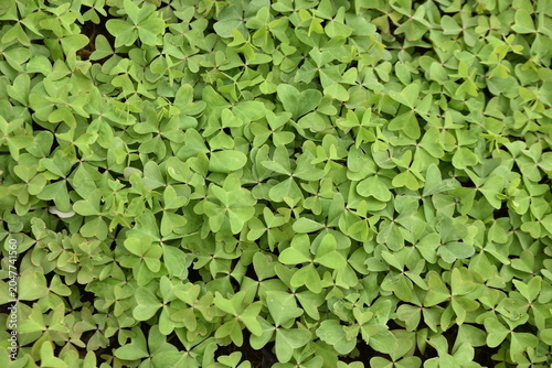 Photos Trifolium pratense au printemps