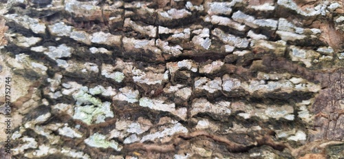 Natural Tree Bark Texture Background with Rough Weathered Wooden Crust Surface