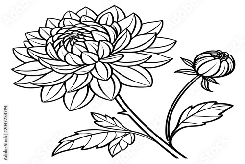 Photos coloring page line art the summer lilac flower black vector