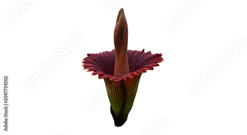 Close-up of a maroon and green Amorphophallus titanum flower isolated on white