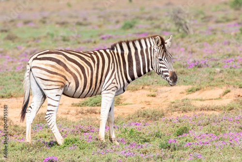 Φωτογραφία Burchell's Zebra, Equus quagga burchellii, Addo Elephant National Park, Eastern