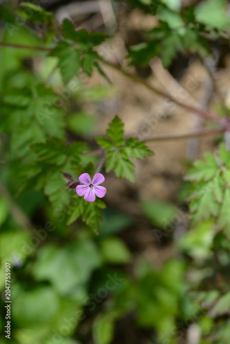 Canvastavla Close up view of a single small pink wildflower of Herb Robert blooming on a thi
