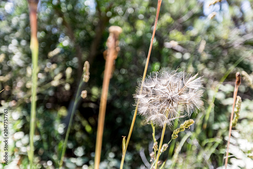Dandelion that is growing in the grass, Ammoulliani, Greece