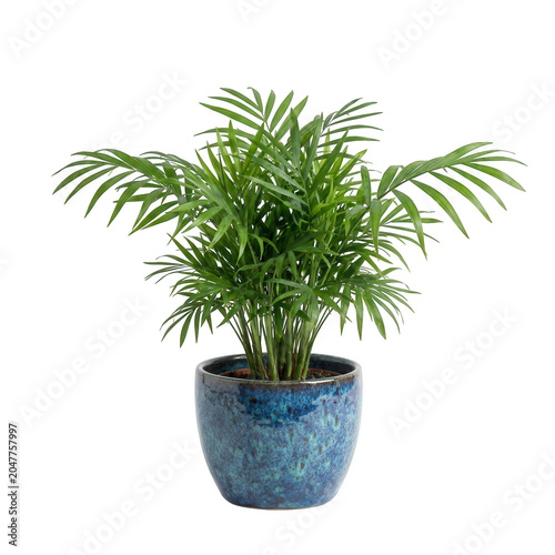 Green Areca Palm Plant in Blue Ceramic Pot isolated on transparent background
