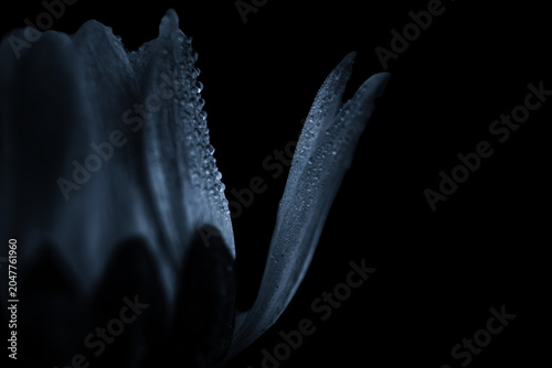 Tableau sur toile Macro silhouette of flower petals with dew drops in the dark - Elegant low-key n
