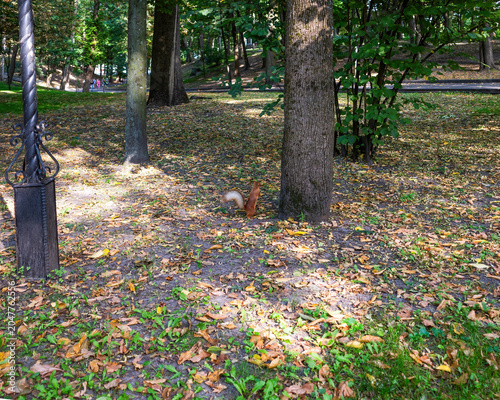 Photos Red squirrel standing in the autumn city park