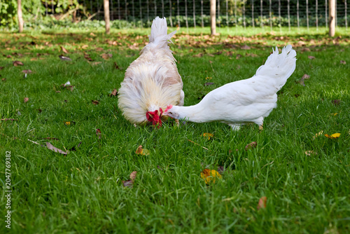 Photos Two fluffy chickens peck at lush green grass in a sunny outdoor setting