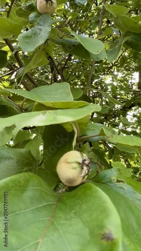 green pear tree