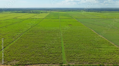 Aerial view of vast green agricultural fields and farmland landscape under blue sky