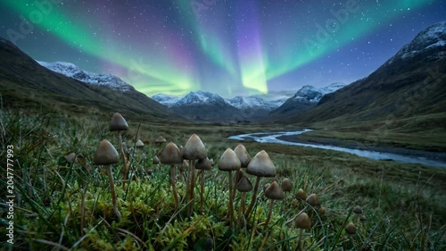 Liberty caps magic mushrooms under aurora borealis mountain valley stream
