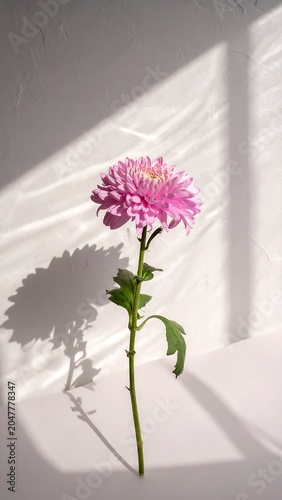 A pink flower with green leaves stands alone on a white surface, illuminated by sunlight streaming through a window
