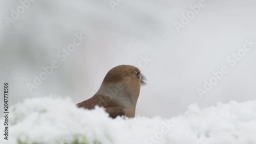 A female hawfinch searches for food on a dead tree trunk in the snow, alongside a blue tit, north rhine westphalia, winter, (coccothraustes coccothraustes), germany