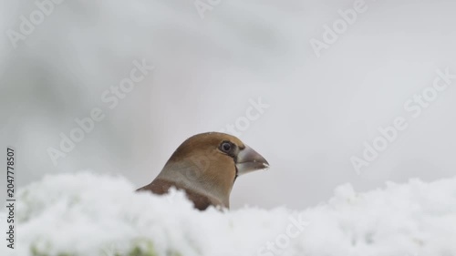 A female hawfinch searches for food in the snowfall on a dead tree trunk, head portrait, north rhine westphalia, winter, (coccothraustes coccothraustes), germany