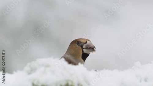 A female hawfinch searches for food on a dead tree trunk in the snow, alongside a blue tit, north rhine westphalia, winter, (coccothraustes coccothraustes), germany