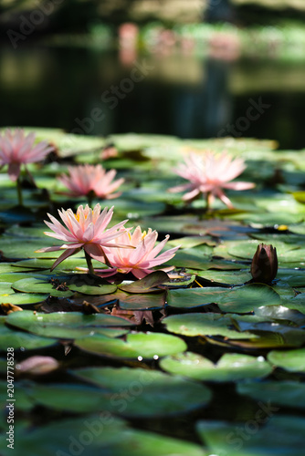 The water lilies are blooming in the water, shining brightly.