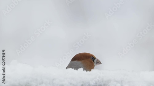 A male hawfinch searches for food in the snowfall on a dead tree trunk, head portrait, north rhine westphalia, winter, (coccothraustes coccothraustes), germany