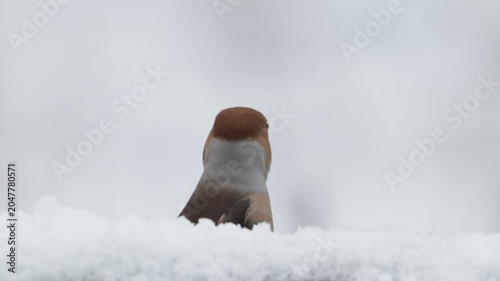 A male hawfinch searches for food in the snowfall on a dead tree trunk, head portrait, north rhine westphalia, winter, (coccothraustes coccothraustes), germany