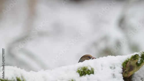 A female hawfinch searches for food in the snowfall on a dead tree trunk, north rhine westphalia, winter, (coccothraustes coccothraustes), germany