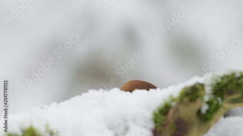 A male hawfinch searches for food in the snowfall on a dead tree trunk, north rhine westphalia, winter, (coccothraustes coccothraustes), germany