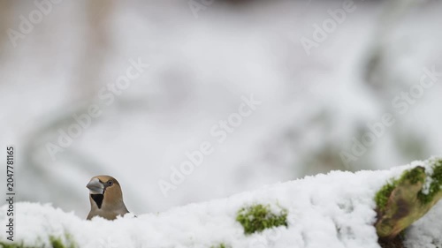 A female hawfinch searches for food in the snowfall on a dead tree trunk, north rhine westphalia, winter, (coccothraustes coccothraustes), germany