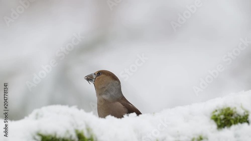 A female hawfinch searches for food in the snowfall on a dead tree trunk, head portrait, north rhine westphalia, winter, (coccothraustes coccothraustes), germany