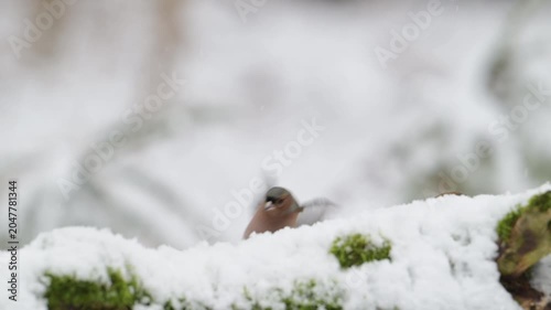 A female hawfinch searches for food in the snowfall on a dead tree trunk, north rhine westphalia, winter, (coccothraustes coccothraustes), germany