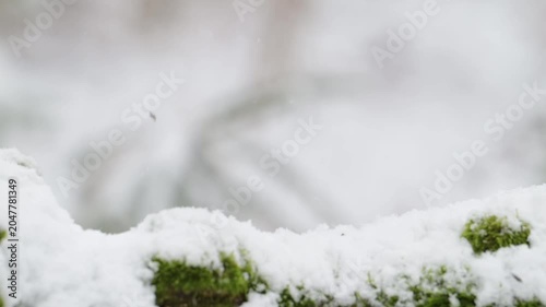 A male hawfinch searches for food in the snowfall on a dead tree trunk, north rhine westphalia, winter, (coccothraustes coccothraustes), germany