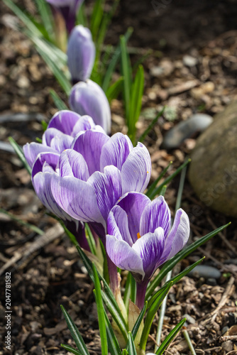 Purple crocuses bloom gracefully against backdrop of soil and scattered pebbles, their delicate petals displaying subtle stripes. These early spring flowers create picturesque scene of renewal.