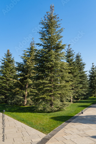 Tall Abies concolor or white fir with full, pyramid-shaped crowns growing in park. Paved stone pathway runs diagonally through foreground, leading towards trees. Park 