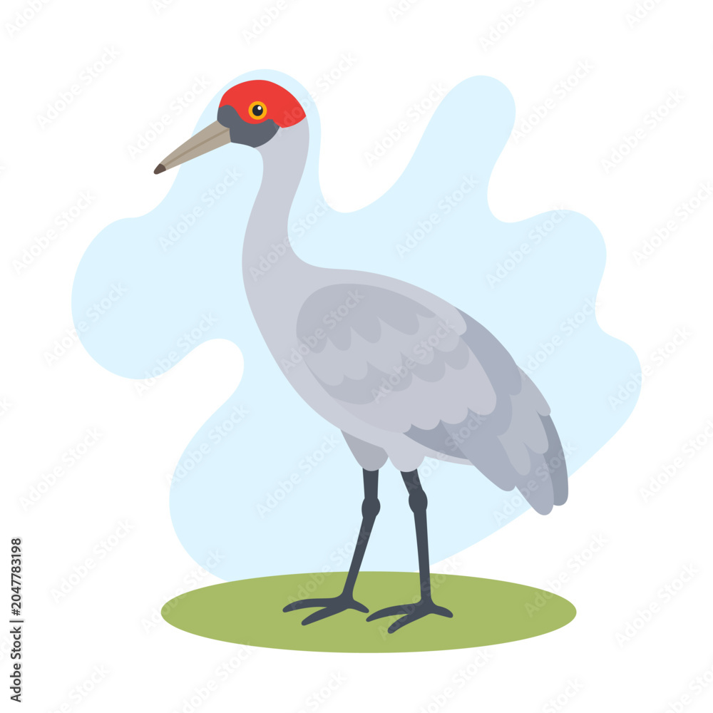 Fototapeta premium Brolga crane standing in flat vector style. Brolga crane illustration showcases Antigone rubicunda with elegant wetland bird appeal.