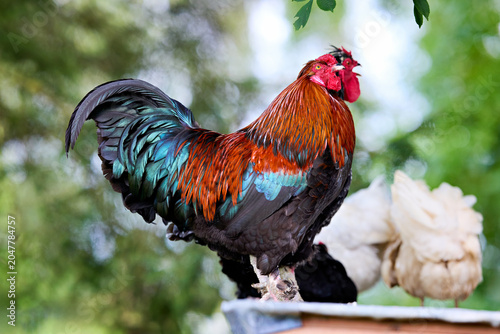 Colorful rooster with striking red comb and vibrant iridescent feathers stands proudly, bathed in natural light against a soft green rural background.