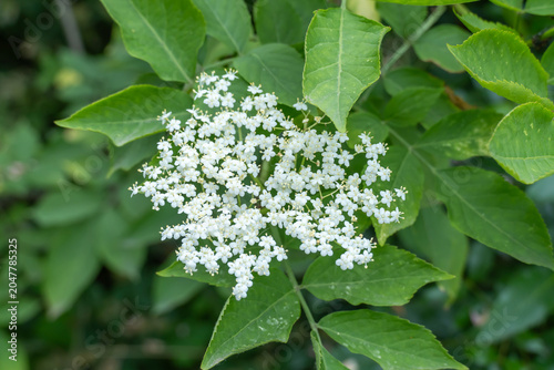 White elderberry flowers blossom in summer sunny day. Cluster of sambucus nigra is popular shrub plant in design of gardens. Plant of sambucus ebulus black used homeopathy and lemonade.