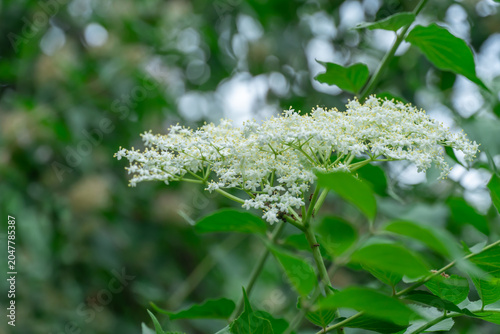 White elderberry flowers blossom in summer sunny day. Cluster of sambucus nigra is popular shrub plant in design of gardens. Plant of sambucus ebulus black used homeopathy and lemonade.