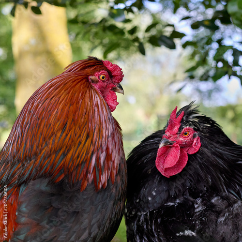 Two striking roosters, one with vibrant red-brown plumage and the other with glossy black feathers, stand side-by-side in a lush outdoor setting, showcasing their impressive size and colorful combs.