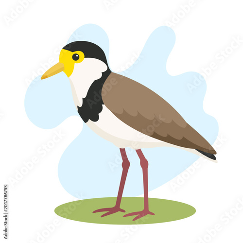 Masked lapwing standing in flat vector style. Masked lapwing illustration featuring Vanellus miles, masked lapwing bird artwork.