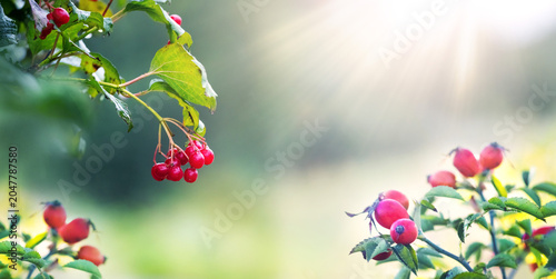 Konstfotografi Red viburnum and rosehip berries in sunlight with sun rays on blurred green back