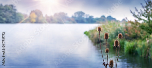 Bild auf Leinwand Dry teasel flower heads near scenic lake with sun rays and misty morning light,
