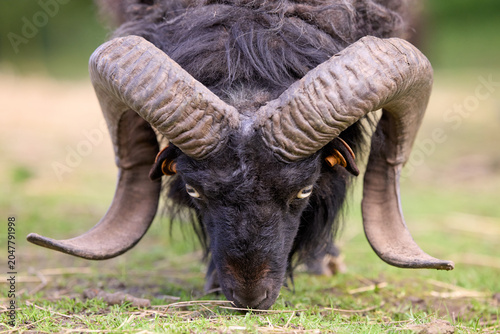 A powerful black ouessant ram with impressive curved horns grazes peacefully in a green pasture. Its dark wool and intense gaze make for a striking animal portrait.