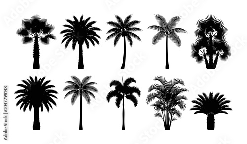 Collection of palm landscape silhouettes with fan palm date palm coconut palm areca palm and tropical island tree shapes
