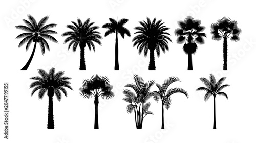 Collection of tropical palm silhouettes featuring leaning coconut palm date palms fan palms palmetto trees and resort foliage