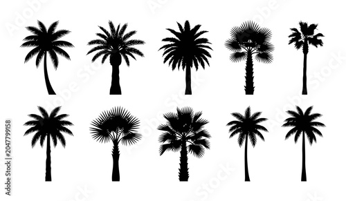 Collection of assorted palm silhouettes showing curved coconut palm spiky date palms fan palms and tropical landscape trees