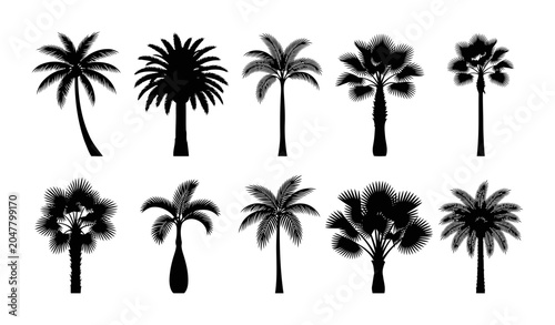 Collection of palm tree silhouettes showcasing coconut palm date palm fan palm and tropical resort tree varieties