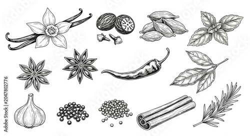 Detailed hand drawn sketches of various culinary spices and herbs such as cinnamon, garlic, chili, star anise, and rosemary.