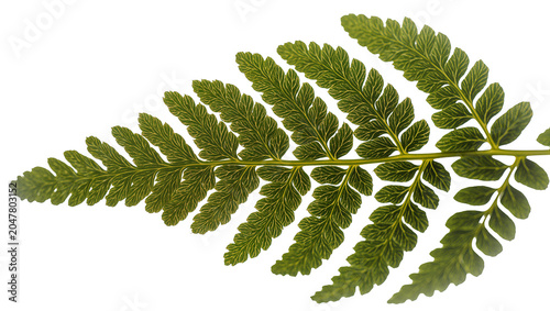 Konstfotografi Detailed green fern frond with intricate leaf structure, isolated on transparent